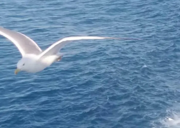 Panorama Appartement *